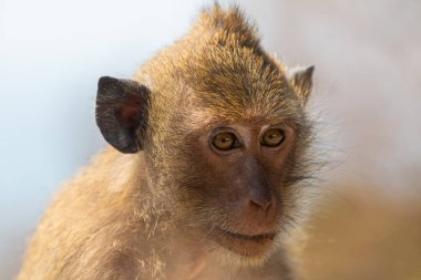 Tayland Körfezi 'ndeki Koh Chang adasında bir maymun portresi.