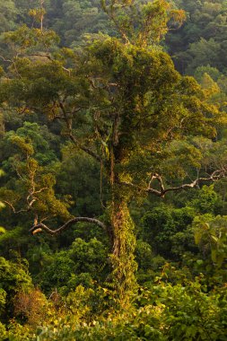 Tayland Körfezi 'ndeki Koh Chang adasında lianalar ve diğer bitkilerle kaplı dev bir tropikal ağaç.
