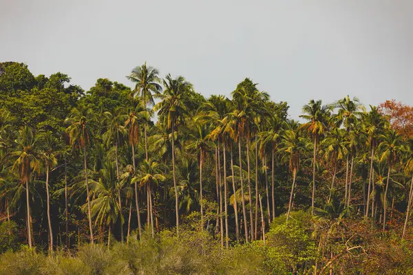 Tayland Körfezi 'ndeki Koh Chang adasının bir bölgesinde palmiye ağaçları ve doğal mangrovların manzarası.