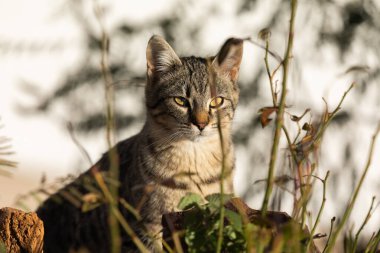 Bir sokak kedisi, Soria 'da, Beraton adında bir kasabanın caddesinde güneşlenirken bazı bitkilerin arkasında dikkatle izler.