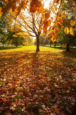 Güneşli bir sonbahar sabahında ağaçlar Hyde Park, Londra 'da