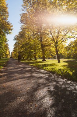 Sabah güneşli ve sonbahar Hyde Park, Londra