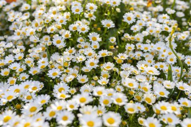 Beyaz yapraklı papatya yığınları, Etiro Park, Madrid, İspanya, bahar