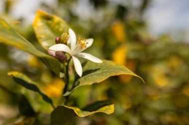 Limon ağacının çiçeği, güneşte, bir limon yetiştirme tarlasında, Murcia, İspanya 'da.
