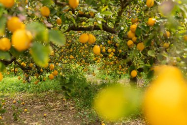 Limonlar toplanmadı, Murcia bölgesindeki limon ağaçları hasat edildi. Alıcı eksikliği, tarımsal çöplük ve üçüncü ülkelerin haksız rekabeti yüzünden.