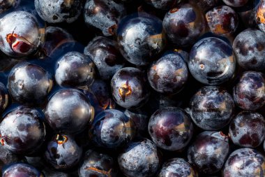 Grenache çeşitliliğindeki siyah üzümlerin dokusu Campo de Borja, Zaragoza, Aragon, İspanya 'daki üzüm bağlarından toplandı.