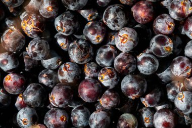 Grenache çeşitliliğindeki siyah üzümlerin dokusu Campo de Borja, Zaragoza, Aragon, İspanya 'daki üzüm bağlarından toplandı.