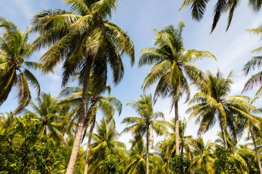 Pulau Weh, Sumatra, Endonezya adasında, tam güneş altında rüzgarla hareket eden yüksek palmiye ağaçları.