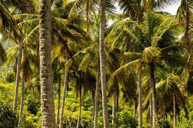 Pulau Weh, Sumatra, Endonezya adasında palmiye ağaçları ile doğal manzara