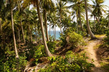 A path crosses a landscape of tropical palm trees, on the island of Pulau Weh, Sumatra, Indonesia clipart