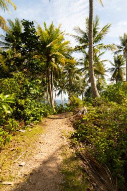 Pulau Weh, Sumatra, Endonezya adasındaki tropikal palmiye ağaçlarının arasından geçen bir patika.