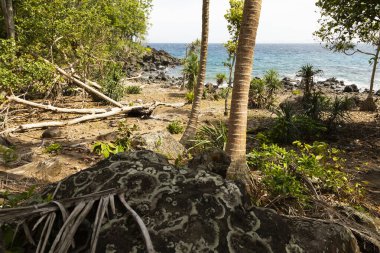 Hint Okyanusu kıyısındaki bir sahil kenarındaki palmiye ağaçları ve ağaçların manzarası, Pulau Weh, Sumatra, Endonezya