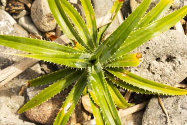 Pandanus Kodorifer 'den genç bir örnek, ölü mercanların arasında büyüyor, Pulau Weh, Sumatra, Endonezya' da bir sahilde.