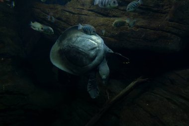 Yumuşak kabuklu Çin kaplumbağası Pelodiscus sinensis, Çin 'de yaşayan yumuşak kabuklu kaplumbağa türüdür.