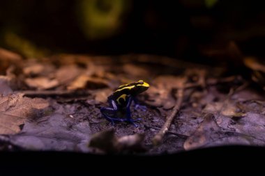 Zehirli dart kurbağası Dendrobates tinctorius 'un zehirli olduğu konusunda uyaran değişken renk kalıpları. Derisinde zehirli alkaloitler var, çoğunlukla pumiliotoksinler.
