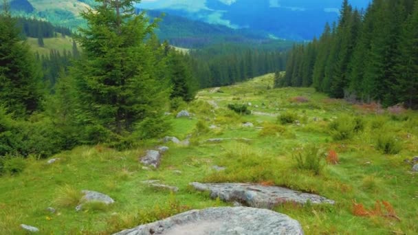 Los Turistas Suben Cresta Montaña Través Del Bosque Imágenes Alta — Vídeo de stock