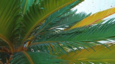 Beyaz arka planda muhteşem palmiye yaprakları. Yüksek kalite 4k görüntü