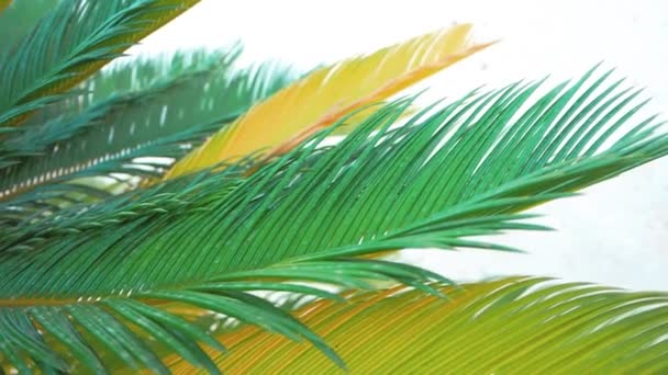 Magníficas Hojas Palma Verde Amarilla Sobre Fondo Blanco Cerca Imágenes — Vídeos de Stock