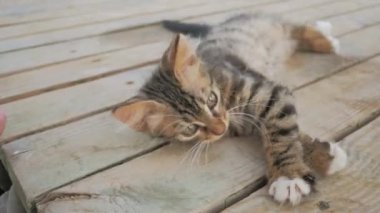 Küçük bir kedi yavrusu sahibiyle oynuyor. Yüksek kalite 4k görüntü