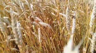 Bir çiftçi buğday tarlasında bir tahıl kulağını kontrol eder. Altın buğday tarlası. Yüksek kaliteli 4K görüntü.