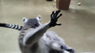 A funny king lemur cleans its paws. High quality 4k footage