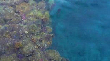 Temiz mavi su ve muhteşem mercan resifi. Yüksek kalite 4k görüntü