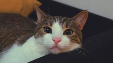 Oturma odasındaki kanepede yatan komik kedi yavrusu. Kanepede yatan bir kedinin komik yüzü. Yüksek kalite fotoğraf