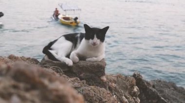 Bir kedi okyanusun arka planında bir kayanın üzerinde uzanırken esniyor. Kedi suyun yakınındaki bir kayanın üzerinde yatıyor. Sahne huzurlu ve sakin..
