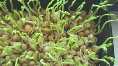 Şefkatli bir ev hanımı tarafından pencere pervazında yetiştirilen mikro yeşiller. Pencerede buğday filizleri ve çeşitli organik mikro yeşiller filizlenir..