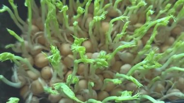 Bir ev hanımı pencere eşiğinde yetişen mikro yeşillikleri hasat eder. Pencerede buğday filizleri ve çeşitli organik mikro yeşiller filizlenir..