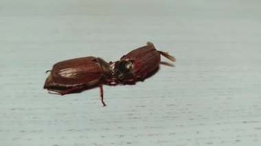 Bir masada iki böcek yatıyor. Biri diğerinden daha büyük. Daha küçük olan sağ tarafta. Yüksek kalite