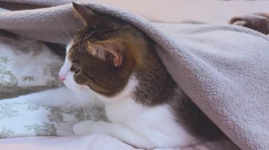 Oturma odasındaki kanepede yatan komik kedi yavrusu. Kanepede yatan bir kedinin komik yüzü..