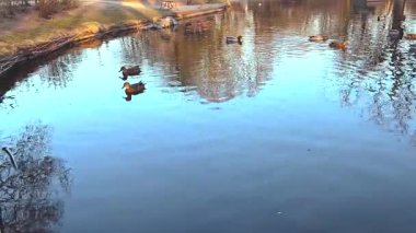 Vahşi ördekler sessiz bir park gölünde yüzerler. Vahşi ördekler gölde yüzer. sükunet kavramı.