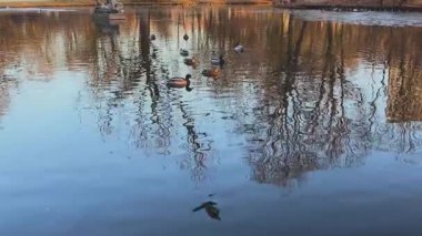 Vahşi ördekler sessiz bir park gölünde yüzerler. Vahşi ördekler gölde yüzer. sükunet kavramı.