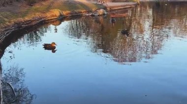 Vahşi ördekler sessiz bir park gölünde yüzerler. Vahşi ördekler gölde yüzer. sükunet kavramı.