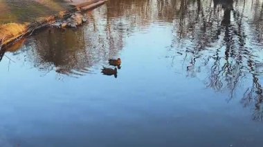 Vahşi ördekler sessiz bir park gölünde yüzerler. Vahşi ördekler gölde yüzer. sükunet kavramı.
