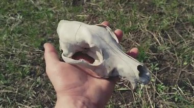 Bir adam, muhtemelen bir köpek ya da benzeri bir hayvan kafatasını çimen ve toprağın arka planında tutuyor. Video, doğal bağlamı vurguluyor ve araştırma ve çevreyi sembolize ediyor olabilir.