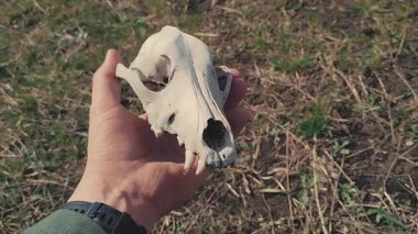 Bir adam, muhtemelen bir köpek ya da benzeri bir hayvan kafatasını çimen ve toprağın arka planında tutuyor. Video, doğal bağlamı vurguluyor ve araştırma ve çevreyi sembolize ediyor olabilir.