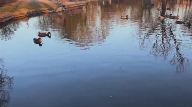 Vahşi ördekler sessiz bir park gölünde yüzerler. Vahşi ördekler gölde yüzer. sükunet kavramı.