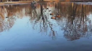 Vahşi ördekler sessiz bir park gölünde yüzerler. Vahşi ördekler gölde yüzer. sükunet kavramı.
