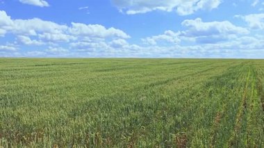 Olgun buğday tarlasının muhteşem manzarası. Yüksek kalite 4k görüntü