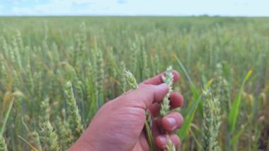 Olgun buğday tarlasının muhteşem manzarası. Bir çiftçi hasattan önce bir buğday kulağını inceler. Yüksek kalite 4k görüntü