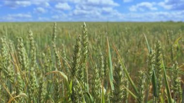 Olgun buğday tarlasının muhteşem manzarası. Yüksek kalite 4k görüntü