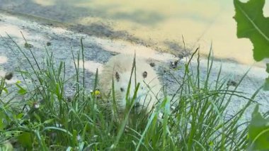 Büyük beyaz bir misk faresi bir su deposunun kıyısında ot yer. Yüksek kalite 4k görüntü