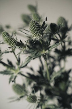 Sanatsal stüdyo çiçek buketi Sevgililer Günü 'nü ya da romantik çiçeklerin ışıkta çekilmiş fotoğrafını çeker..