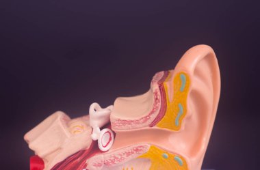 Kulak tıbbı eğitim modeli.