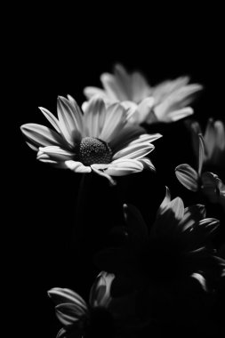 Sanatsal stüdyo çiçek buketi Sevgililer Günü 'nü ya da romantik çiçeklerin ışıkta çekilmiş fotoğrafını çeker..