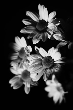 Sanatsal stüdyo çiçek buketi Sevgililer Günü 'nü ya da romantik çiçeklerin ışıkta çekilmiş fotoğrafını çeker..