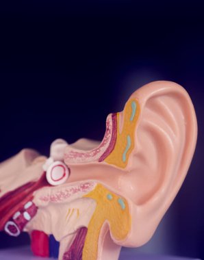 Kulak tıbbı eğitim modeli.