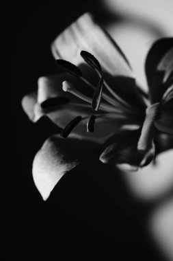 Sanatsal stüdyo çiçek buketi Sevgililer Günü 'nü ya da romantik çiçeklerin ışıkta çekilmiş fotoğrafını çeker..